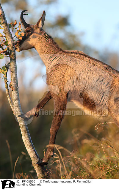 stehende Gmse / standing Chamois / FF-08596