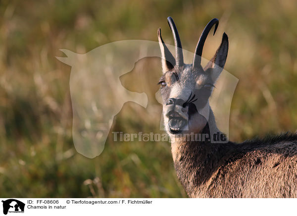 Gmse in der Natur / Chamois in natur / FF-08606