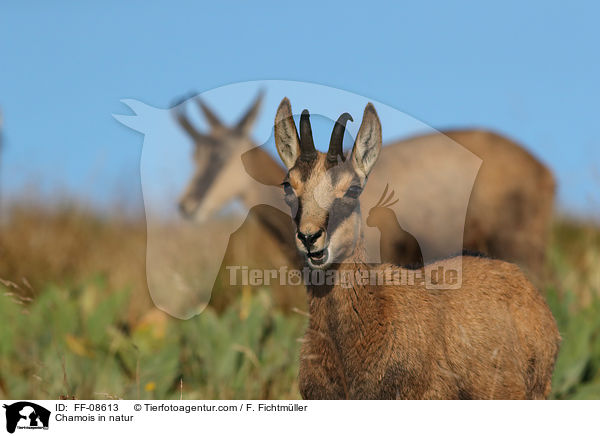 Gmse in der Natur / Chamois in natur / FF-08613