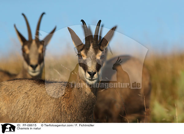 Gmse in der Natur / Chamois in natur / FF-08615