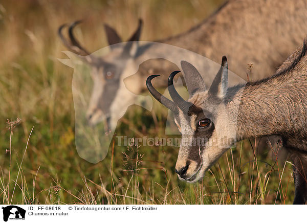 Gmse in der Natur / Chamois in natur / FF-08618