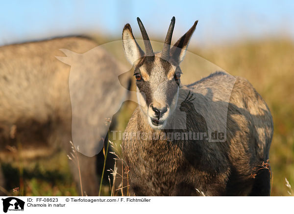 Gmse in der Natur / Chamois in natur / FF-08623