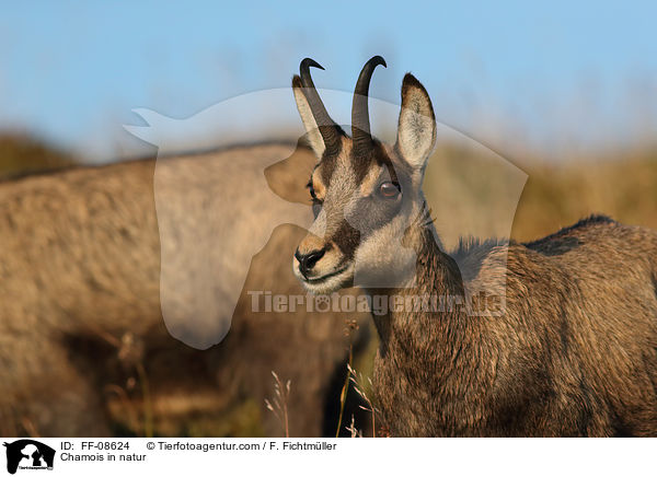 Gmse in der Natur / Chamois in natur / FF-08624