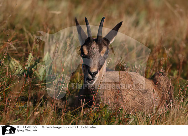 liegende Gmse / lying Chamois / FF-08629