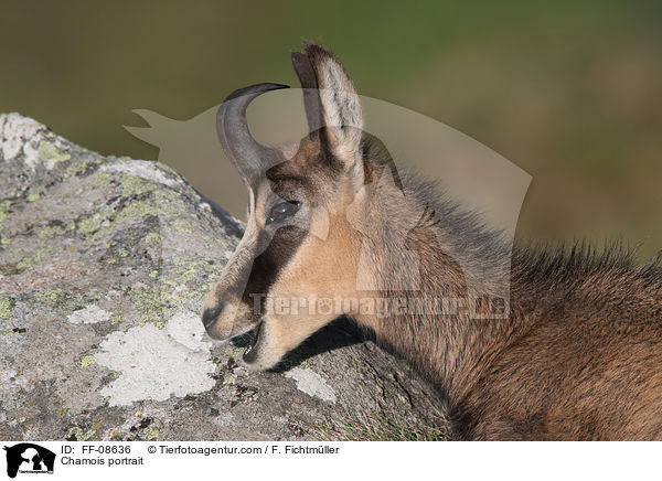 Gmse Portrait / Chamois portrait / FF-08636