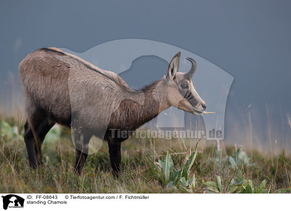 stehende Gmse / standing Chamois / FF-08643