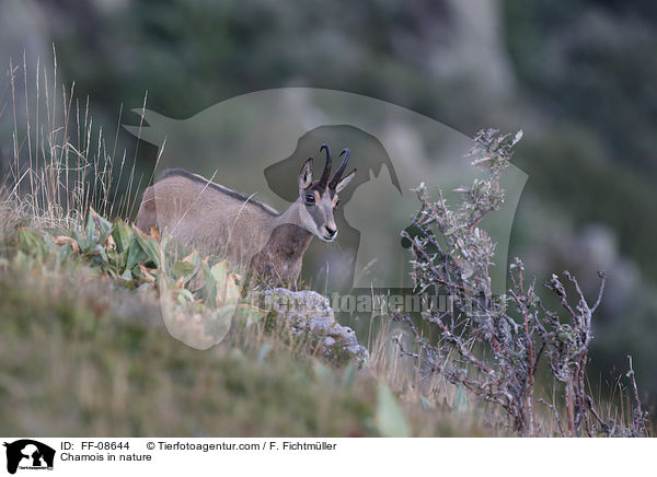 Gmse in der Natur / Chamois in nature / FF-08644