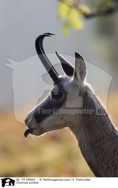 Gmse Portrait / Chamois portrait / FF-08664