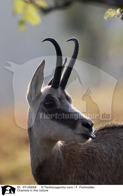 Gmse in der Natur / Chamois in the nature / FF-08668