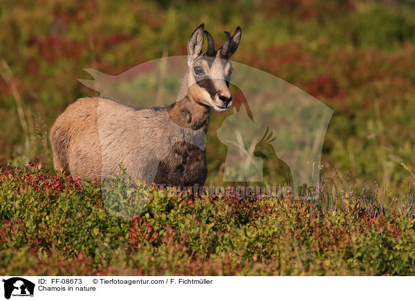 Gmse in der Natur / Chamois in nature / FF-08673