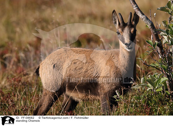 stehende Gmse / standing Chamois / FF-08682