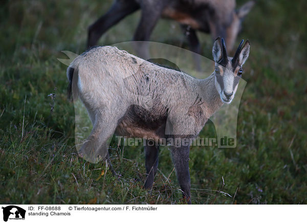 stehende Gmse / standing Chamois / FF-08688