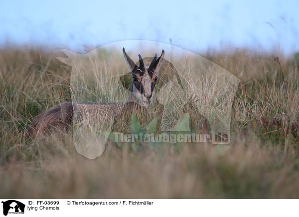 liegende Gmse / lying Chamois / FF-08699