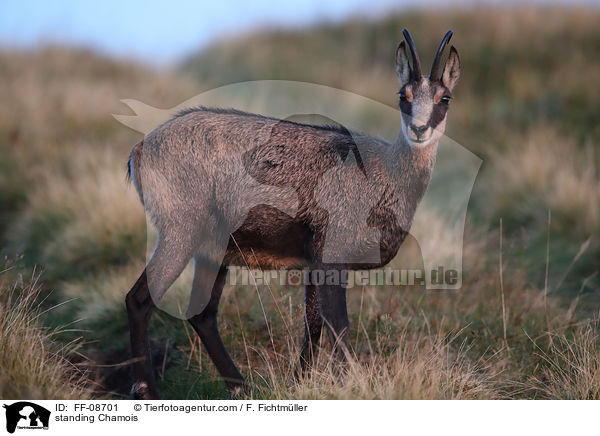 stehende Gmse / standing Chamois / FF-08701