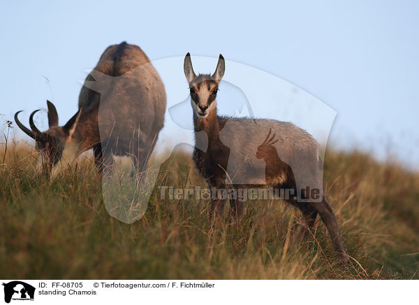 stehende Gmse / standing Chamois / FF-08705