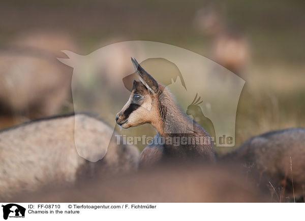 Gmse in der Natur / Chamois in the nature / FF-08710