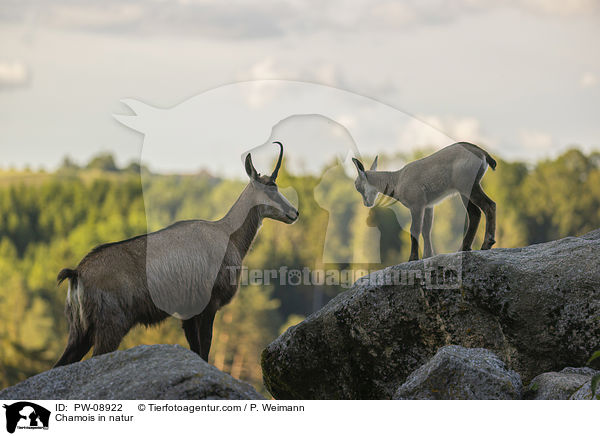 Gmse in der Natur / Chamois in natur / PW-08922