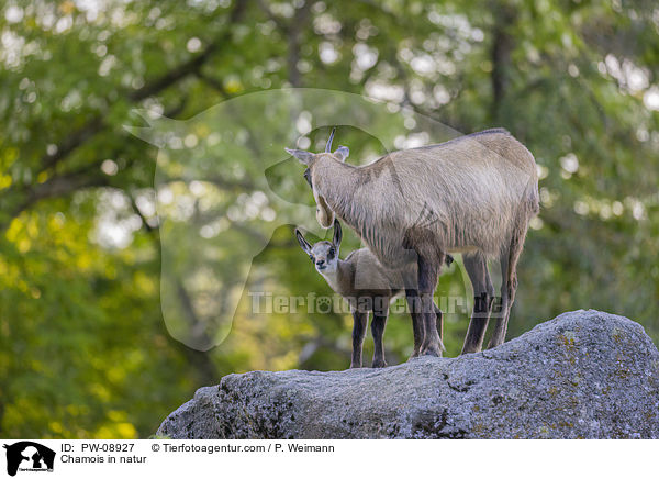 Gmse in der Natur / Chamois in natur / PW-08927