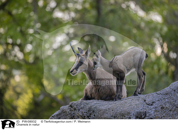 Gmse in der Natur / Chamois in natur / PW-08932