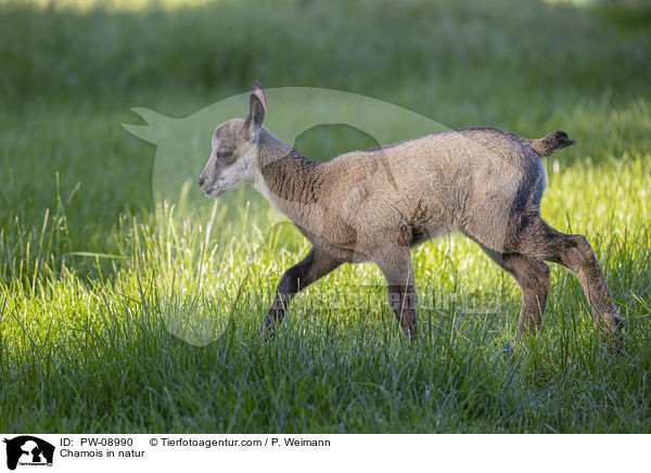 Gmse in der Natur / Chamois in natur / PW-08990