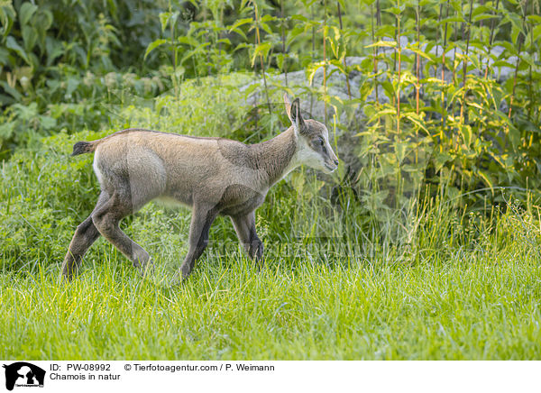 Gmse in der Natur / Chamois in natur / PW-08992