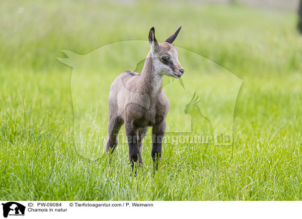 Gmse in der Natur / Chamois in natur / PW-09084