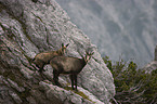 chamois