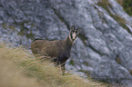 chamois