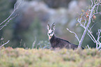 chamois