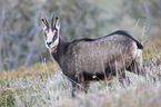 chamois