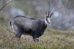 chamois