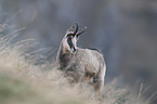 chamois