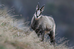 chamois