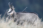 chamois