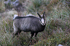 chamois