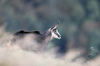 chamois