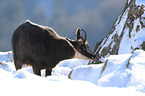 chamois