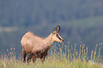 chamois