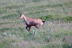 chamois