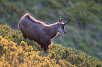 chamois