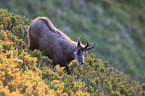 chamois