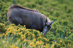 chamois