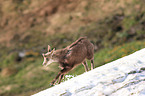 young chamois