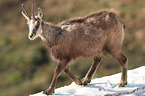 chamois