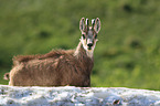 chamois