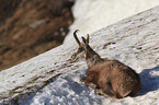 chamois