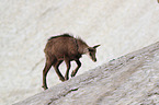 young chamois