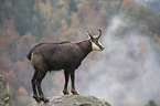 chamois