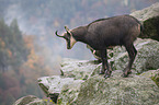 chamois