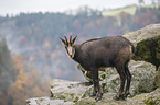 chamois